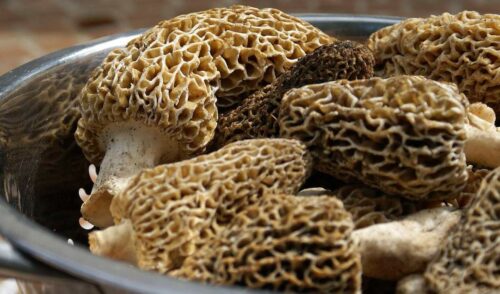 Mushroom & Truffles